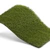 Royal Grass Bloom  4m breed