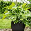 Terreno New Egg Pot Low 110 - Earth - Plantruimte Ø100