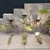 Schellevis Oudhollands Eco-tegel Antraciet 100x50x7cm