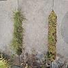 Schellevis Oudhollands Eco-tegel Antraciet 100x50x7cm