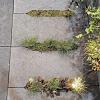 Schellevis Oudhollands Eco-tegel Antraciet 100x50x7cm