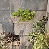 Schellevis Oudhollands Groenwand beplanting Grijs 100x20x20