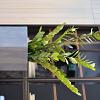 Argento Cube 30 - Natural Grey - Plantruimte 24x24