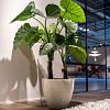 Grigio Egg Pot 60 - Antique White - Plantruimte Ø53