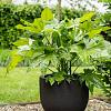 Terreno New Egg Pot 80 - Earth - Plantruimte Ø68