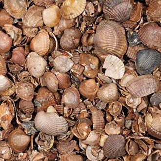 Schelpen (schoongewassen) (13,5 kg zak)