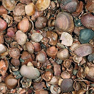 13,5 Ltr. Schelpen (schoongewassen)