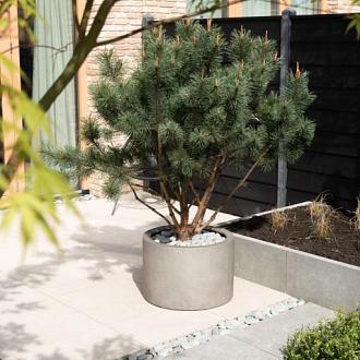 Grigio Cylinder 60 - Natural Concrete - Plantruimte Ø50