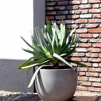 Grigio New Egg Pot 65 - Natural Concrete - Plantruimte Ø55