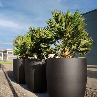 Grigio Tall Egg Pot 40 - Anthracite - Plantruimte Ø33