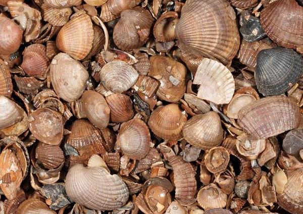 Schelpen (schoongewassen) (13,5 kg zak)