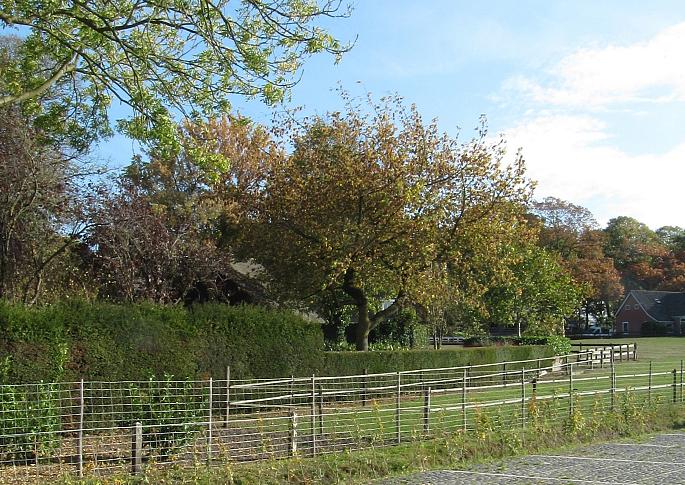 Keigrassteen 45x45x10 cm antraciet