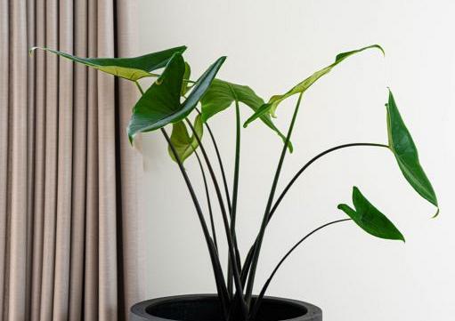 Grigio Cylinder 48 - Anthracite - Plantruimte Ø40