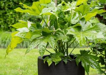 Terreno New Egg Pot Low 110 - Earth - Plantruimte Ø100