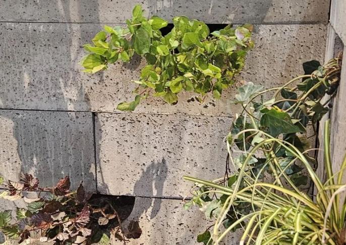 Schellevis Oudhollands Groenwand beplanting Grijs 100x20x20