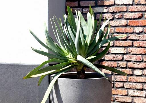 Grigio New Egg Pot 55 - Natural Concrete - Plantruimte Ø47