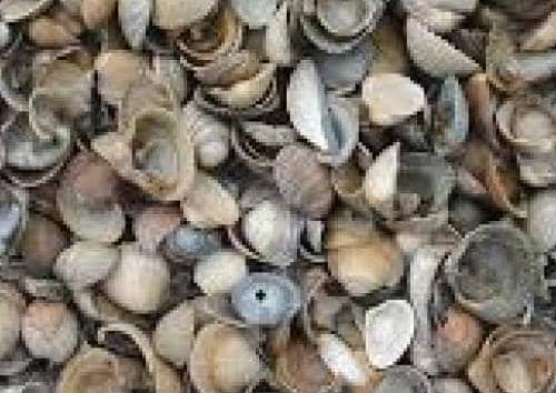 BigBag schelpen 8-16 mm