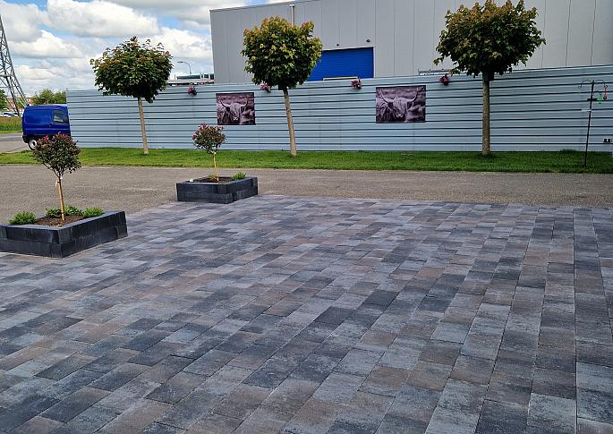 Paepesteen Doyenne 20x30x6 cm