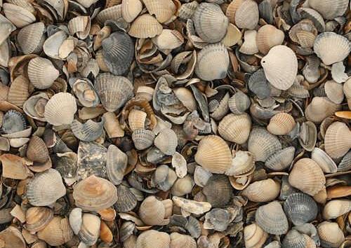 17 ltr Schelpen 8-16mm